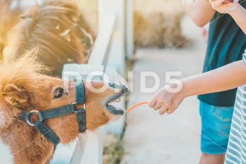 Boy feeding horse in his farm through a white wooden fence. Stock Photos