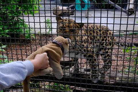 A boy feeding a leopard in a cage Foto stock