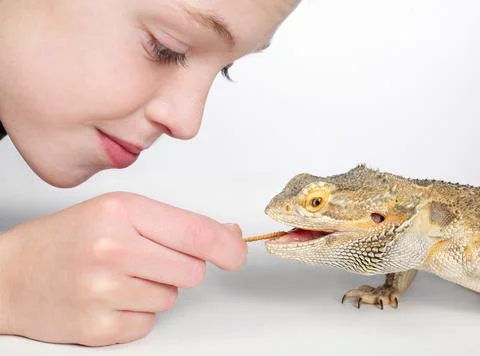 Boy feeding lizard Stock Photos