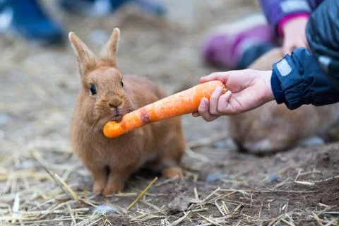 Boy feeding rabbit Stock Photos