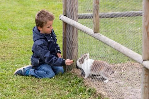 Boy feeding rabbit Stock Photos