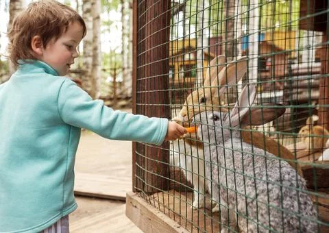 Boy feeding rabbit Stock Photos
