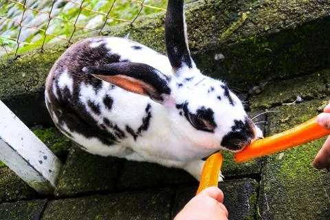 Boy feeding rabbit Stock Photos