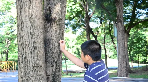 Boy feeding squirrel at summer day. HD Stock Footage 41385070