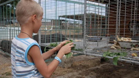 Boy Feeds the Animals on the Farm Stock Footage 66906166