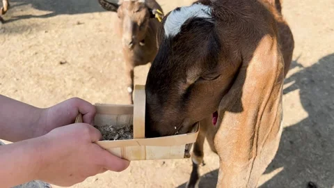 A boy feeds a brown Buska goat from his hands. Video stock 277687633