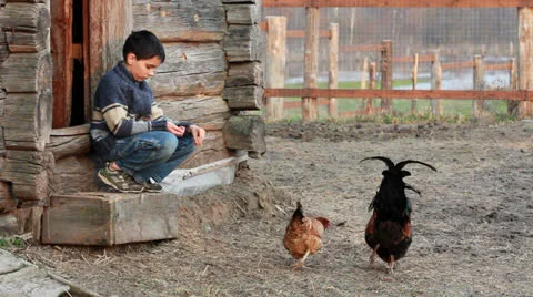 The boy feeds the chickens. Video stock 22922255