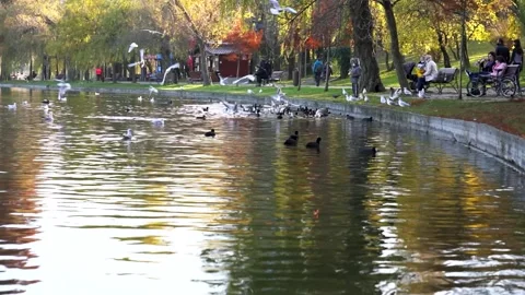 Boy feeds ducks and seagulls Stock Footage 143918001