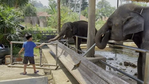 The boy feeds the elephants with great pleasure Stock Footage 282564040