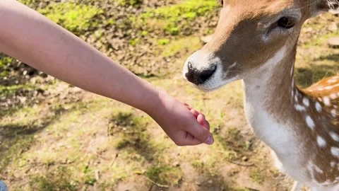 A boy feeds a European fallow deer from his hand in the park. Close-up Stock Footage 277686883