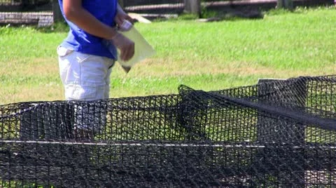 Boy feeds fish at hatchery Stock Footage 12186298