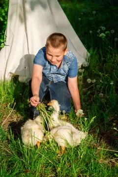 Boy feeds the geese with grass Stock Photos