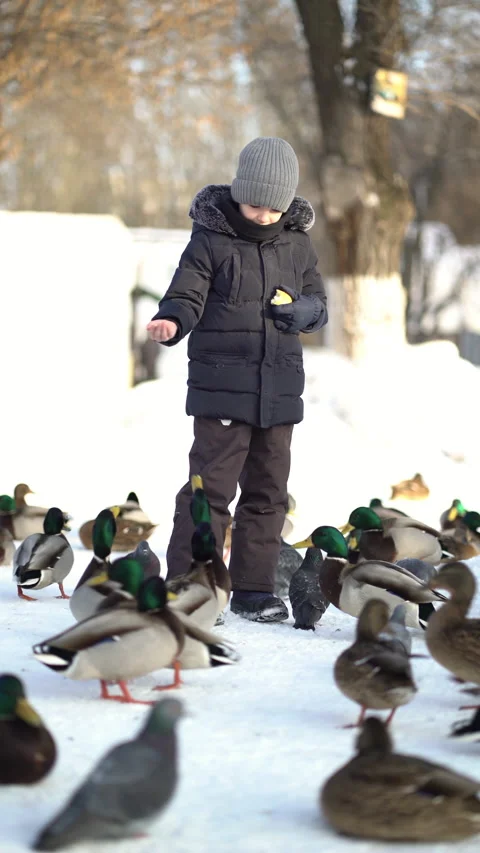 Boy feeds hungry ducks and pigeons of bread on a winter day Stock-Footage 232971956