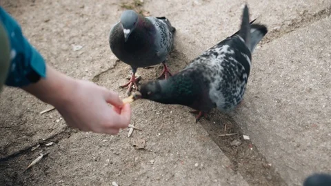 A boy feeds pigeons with his hand. Beautiful close-up shots. Docile birds Stock Footage 128016671