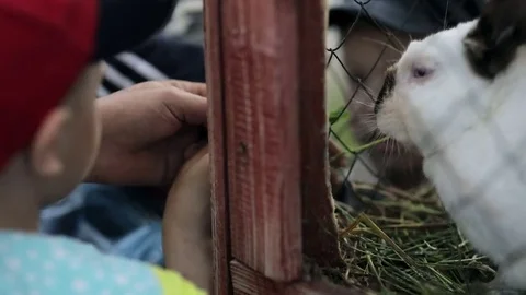 Boy feeds rabbit the grass Stock Footage 82355049
