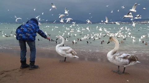The boy feeds the swans. Stock Footage 71620275