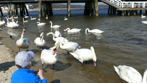 The Boy Feeds The Swans Video stock 98777905