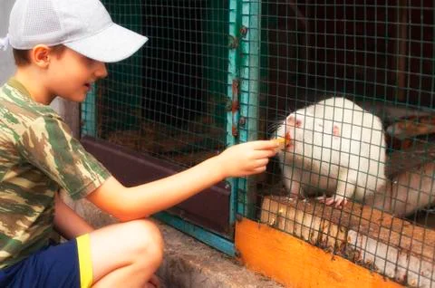 Boy feeds white nutria with bread through a wire rack in a cage Stock Photos