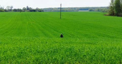 Boy in field Foto stock