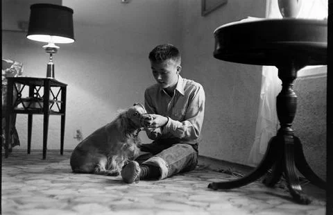 Boy Fitting Muzzle On Pet Dog During Atomic War Drill Stock Photos