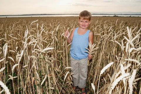 Boy of five years stands in a large wheat field Stock Photos
