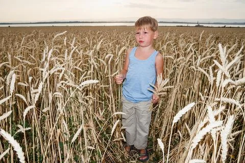 A boy of five years stands in a large wheat field Stock Photos