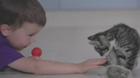 Boy on floor playing with cat showcasing playful bond and carefree moments of Stock Footage 282483485