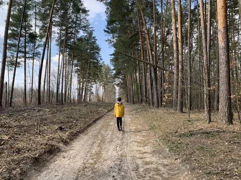 Boy in the forest on a background of pine trees. A teenager among tall trees. Stock Photos