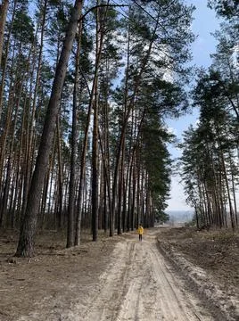 Boy in the forest on a background of pine trees. A teenager among tall trees. Stock Photos