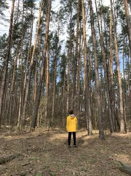 Boy in the forest on a background of pine trees. A teenager among tall trees. Stock Photos