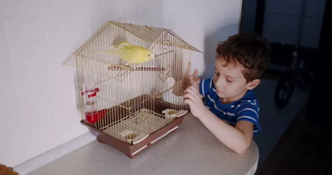 A boy forms a bond with a caged bird, showcasing joy and innocence Stock Footage 306672177