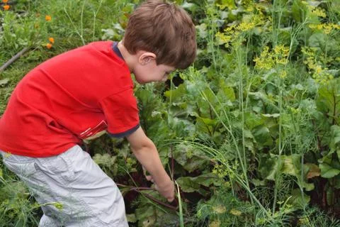 The boy in a garden Photos