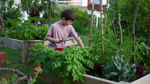 Boy gardening Stock Footage 132829136
