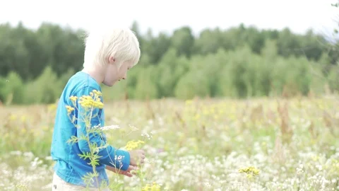 The boy gathers in the field of chamomile Stock Footage 93726801