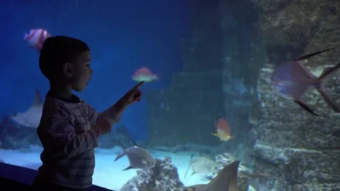 Boy gazes at aquatic creatures. Child captivated by colorful fish behind glass Vidéo 342074965