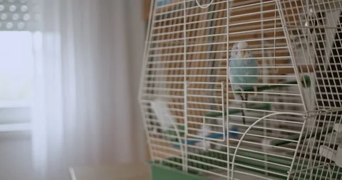 A Boy Gently Cuddles His Pet Parakeet at Home: A Heartwarming Display of Love Stock Footage 292723273
