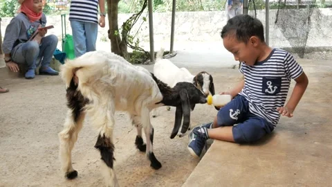 A boy gives milk in a bottle to two lambs Stock Footage 159076986