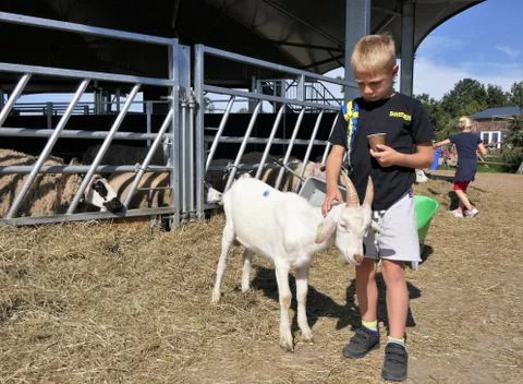 Boy with goat Stock Photos