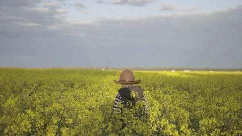 Boy is going through yellow field of rapeseed Video stock 130242840