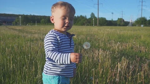 The boy going with a white dandelion flower in his hand Видео 90420040