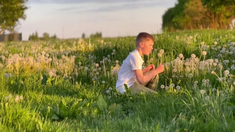 Boy in green field picks and blows dandelion symbolizing happy childhood. Happy Stock Footage 262564159