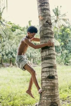 Boy gripping palm tree while preparing to climb in tropical countryside Stock Photos