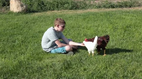 Boy hand feeds two chickens P HD 2470 Stock-Footage 11523316