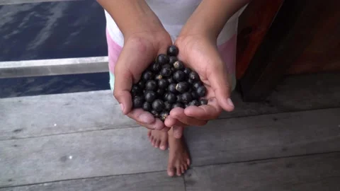 Boy hand hold acai berries fruit close up during harvest in amazon rainforest.  Stock Footage 158705105