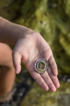 Boy hand holding seashell during vacation Stock Photos