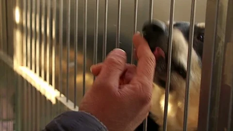 Boy hand playing with sad puppy dog in shelter giving hope to be adopted. Stock-Footage 72333057
