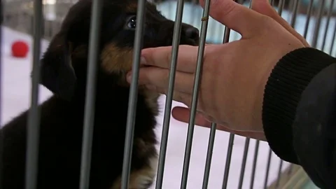 Boy hand playing with sad puppy dog in shelter giving hope to be adopted. Vidéo 72333079