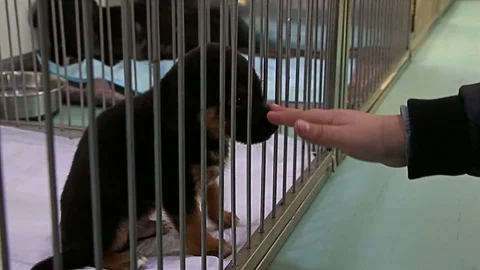 Boy hand playing with sad puppy dog in shelter giving hope to be adopted. Stock-Footage 72333138