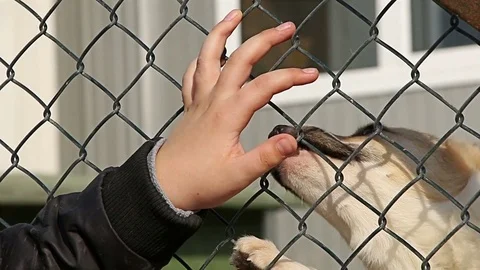 Boy hand playing with sad puppy dog in shelter giving hope to be adopted. Video stock 72333438