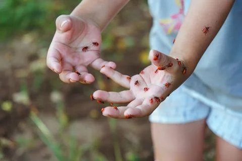 Boy hands covered in red firebugs showing playful discovery of insects on palms Stock Photos
